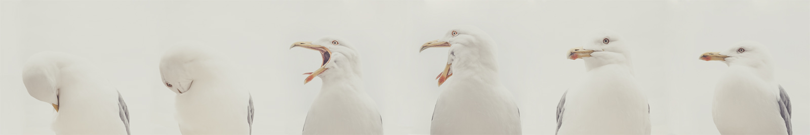 Géant-Mouettes-Carré